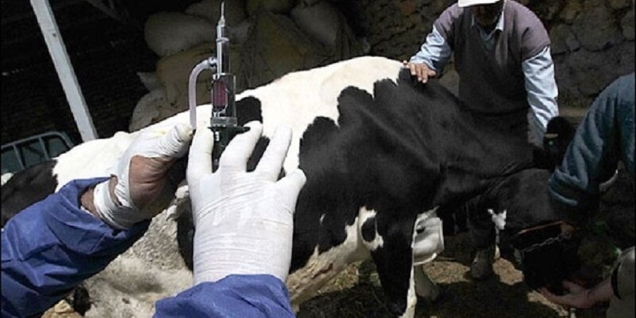 دامداران با چالش تامین نهاده و شیوع بیماری تب برفکی رو‌به‌رو هستند