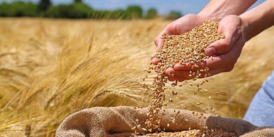 خرید تضمینی گندم همدان به مرز ۳۶۰ هزار تن نزدیک شد