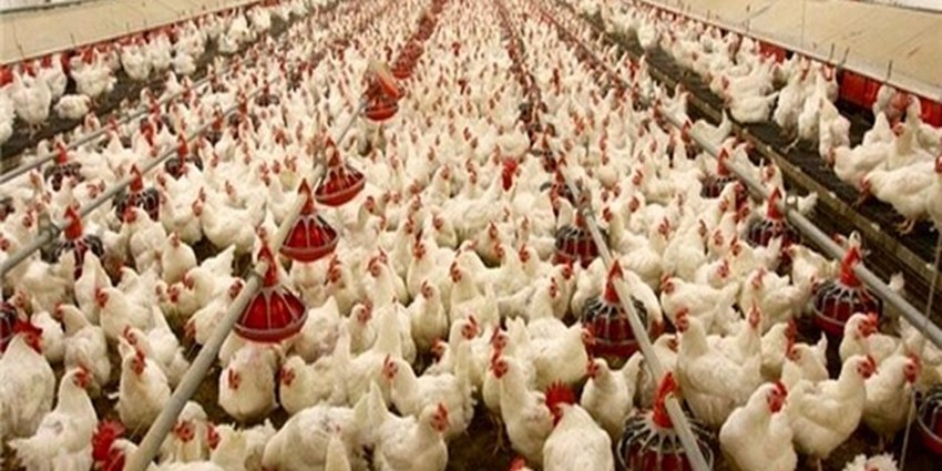 تقویت لاین مرغ آرین منجر به افزایش ضریب امنیت غذایی کشور شد