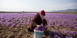 پیش‌بینی تولید حدود ۴۰۰ تن زعفران در کشور