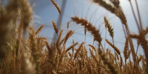 بی توجهی به اصلاح قیمت خرید تضمینی گندم منجر به توسعه کشت جو می‌شود