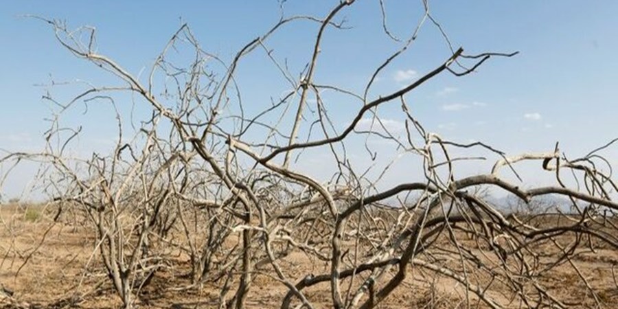 ۲۰ سال خشکسالی و دل خونین پسته کاران
