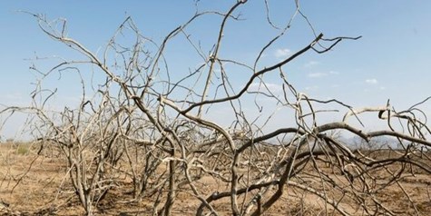 ۲۰ سال خشکسالی و دل خونین پسته کاران