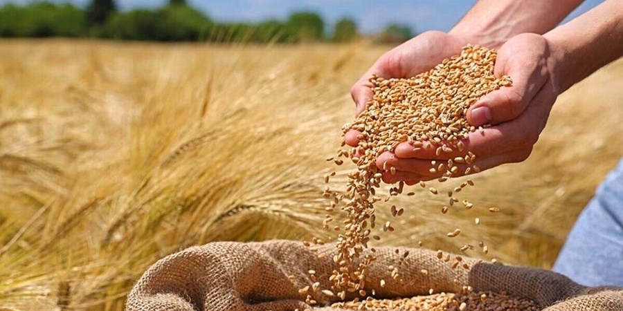 خرید تضمینی گندم به ۵ میلیون و ۴۰۰ هزارتن رسید