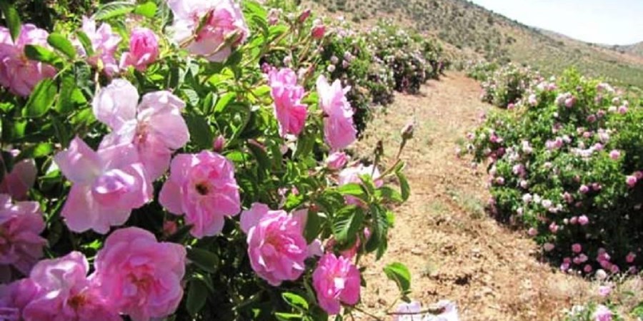 صادرات گل محمدی ۱۵۰ میلیون دلار ارزآوری دارد