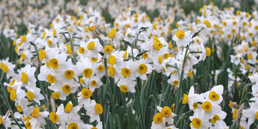 سالانه ۴ میلیون شاخه نرگس در بوشهر تولید می‌شود