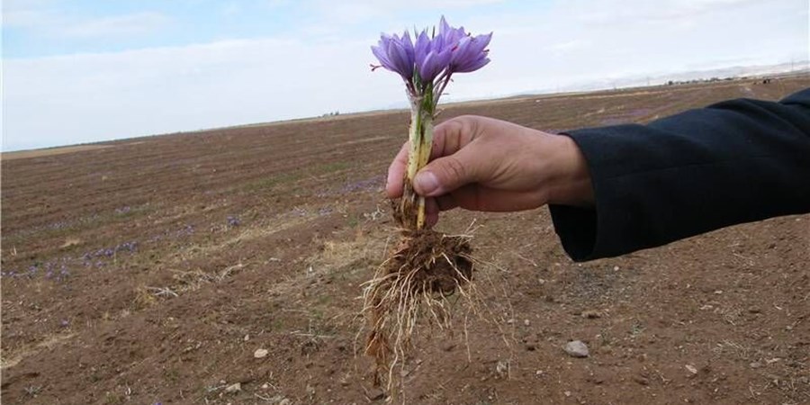 خراسان‌رضوی برای نخستین بار شیوه تولید پیاز زعفران را تغییر داد