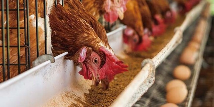 جریمه سنگین کشتارگاه صنعتی مرغ