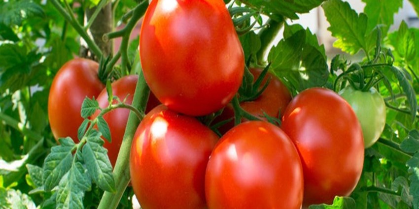 اعلام آمادگی ۵ استان برای افزایش سطح زیرکشت گوجه‌فرنگی
