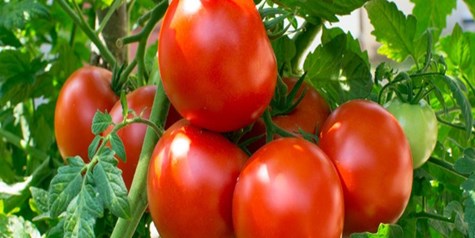 دلیل کمبود گوجه فرنگی