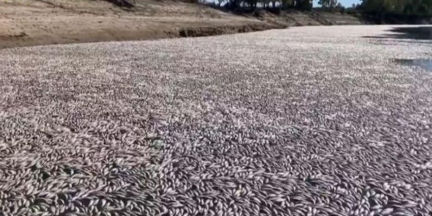تلف شدن میلیون‌ها ماهی در استرالیا به علت سل و گرما