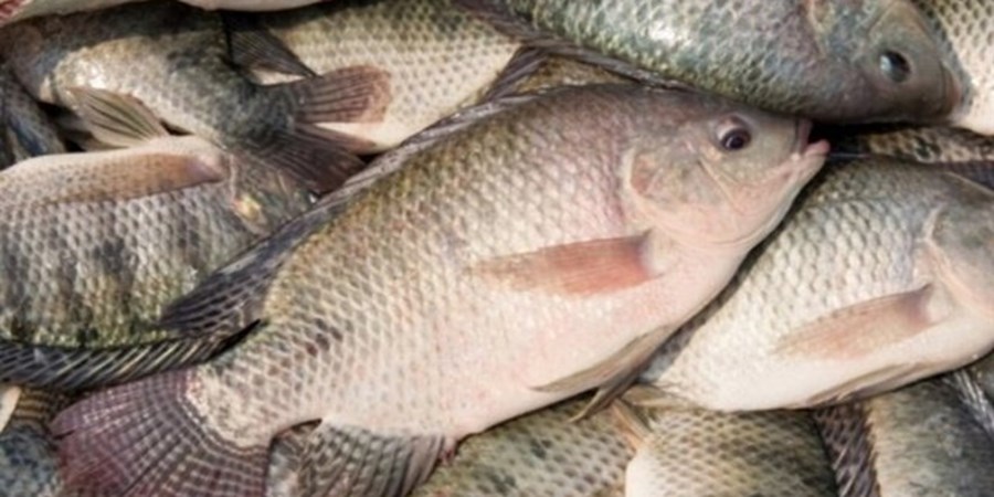تیلاپیا؛ ماهی پرورشی با پتانسیل‌های اقتصادی و چالش‌های پیش‌رو