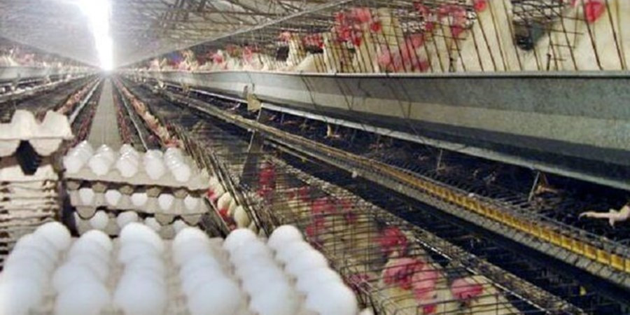 وفور مرغ و تخم‌مرغ در بازار تهران/ عرضه برخی کالاها پایین‌تر از نرخ مصوب