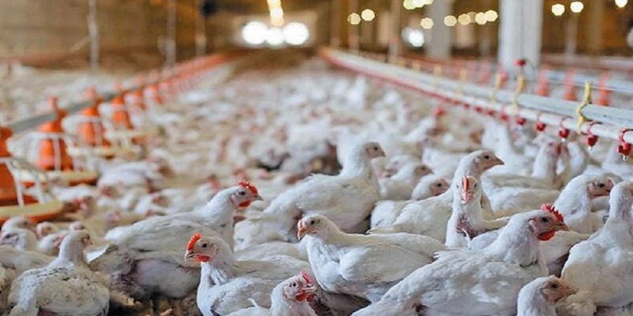 هشدار تولیدکنندگان مرغ درباره آینده بازار/ نهاده‌ها به پایان خط رسیدند!