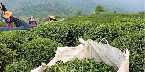 حداکثر قیمت هرکیلو چای برای مصرف کننده به ۴۵۰ هزارتومان رسید