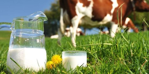 قیمت جدید شیر خام تعیین شد