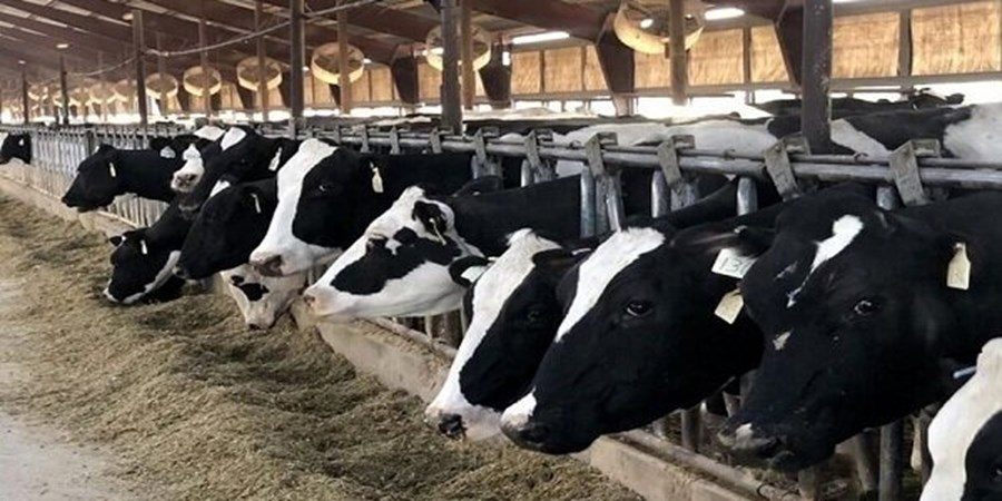 ارزش افزوده تولید گوشت دام و طیور ۱۵ میلیارد دلار است
