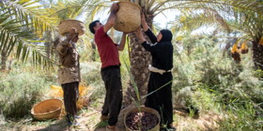 آغاز خرید توافقی خرما در خرمشهر