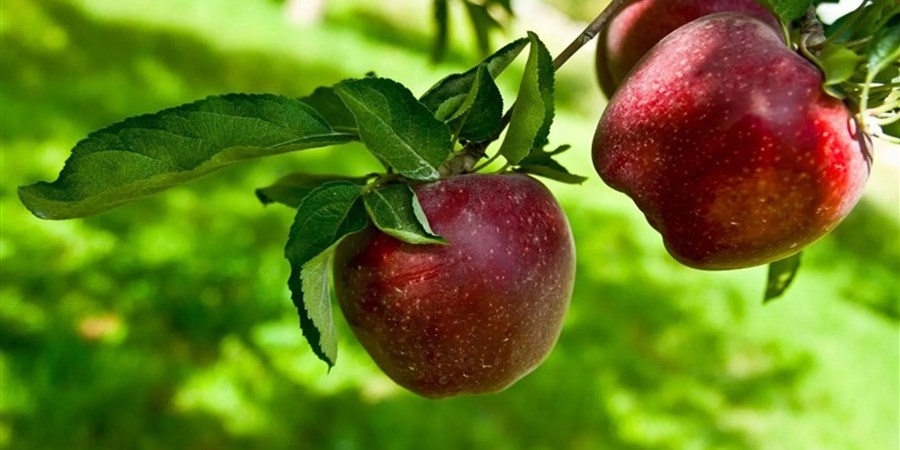  کاربرد فناوری هسته‌ای در افزایش دوام سیب صادراتی