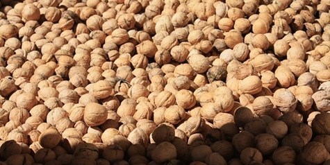 گردوی ایران به سبد کدام کشورها رفته است؟