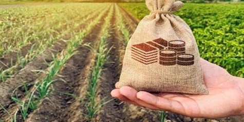 سقف تعهدات صندوق بیمه کشاورزی در گندم ۵۰ درصد افزایش می‌یابد