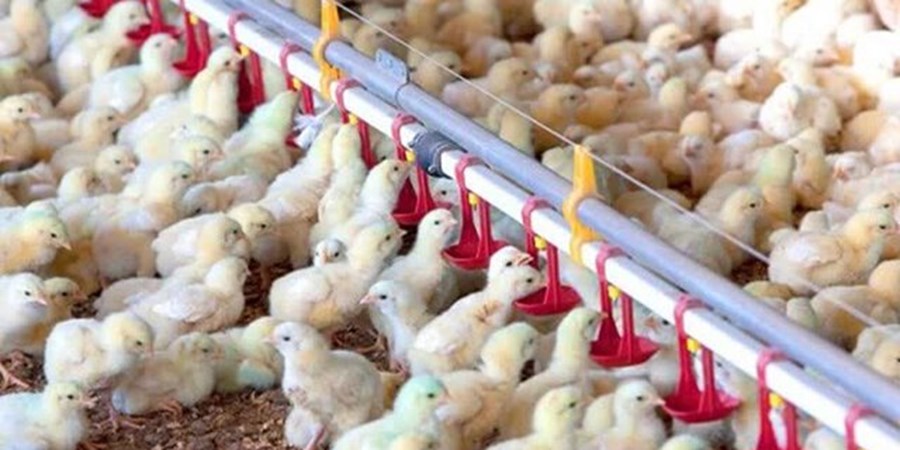 تولیدکنندگان مرغ معترضند/ قیمت مرغ و تخم‌مرغ کاهش یافت، اما نهاده‌ها را ۴ برابر می‌خریم!