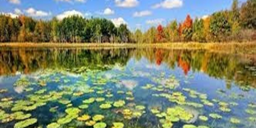 فیلم -  پائیز زیبای تالاب انزلی