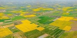 70 درصد اراضی کشاورزی سنددار شدند