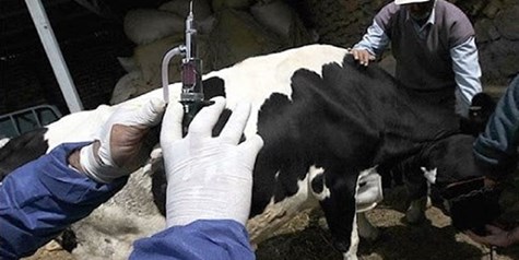 ۲۶ هزار راس دام درگیر بیماری تب برفکی شدند