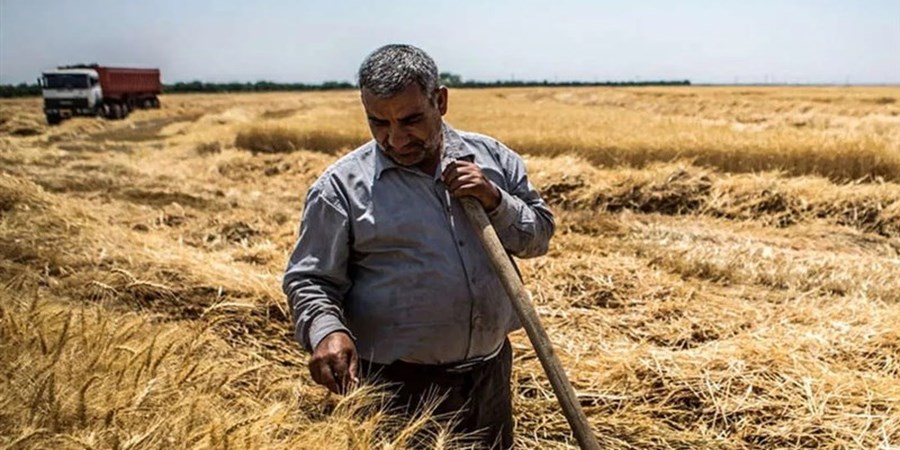 زنگ خطر کاهش خوداتکایی گندم در کشور به صدا درآمد