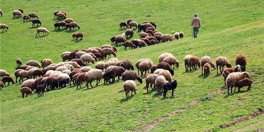هدف‌گذاری احیای ۲۰ میلیون هکتار مرتع
