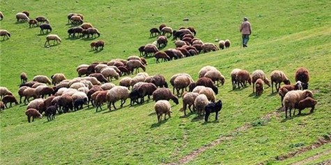 هدف‌گذاری احیای ۲۰ میلیون هکتار مرتع