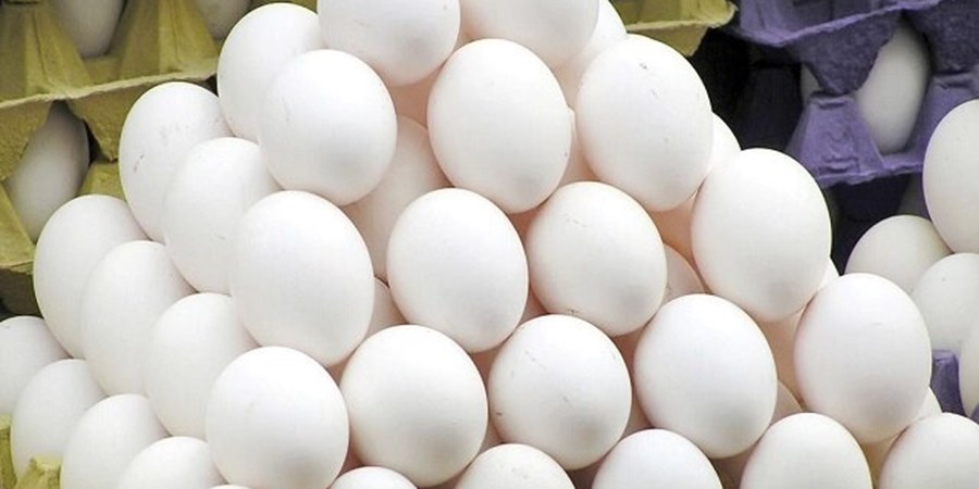 لغو ممنوعیت صادرات تخم‌مرغ با کاهش قیمت/ آزادسازی تدریجی تجارت در دستور کار دولت