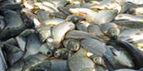 برنامه‌ریزی برای تولید ۲۰۰هزار تن ماهی گرم‌آبی