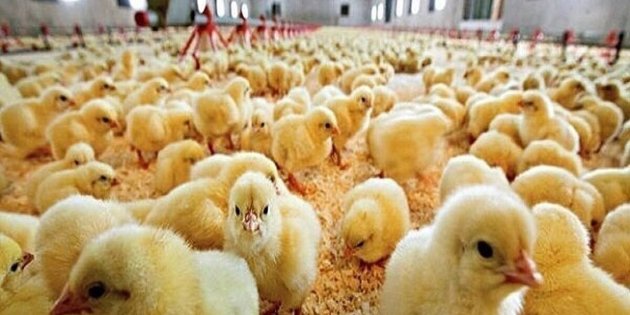 قیمت هرقطعه جوجه یکروزه به ۱۰ هزارتومان رسید