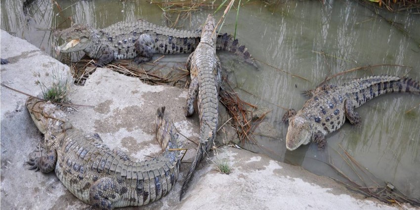 سیلاب و خطر خروج تمساح پوزه کوتاه