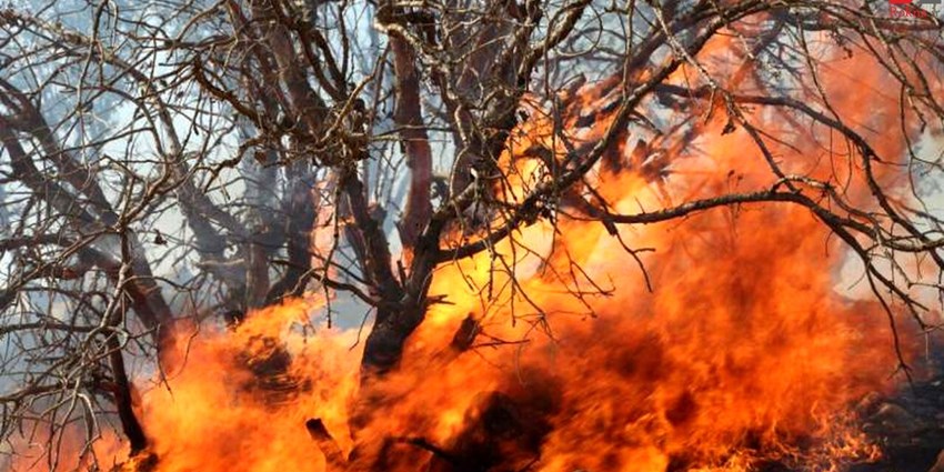 فیلم - تصاویر آخرالزمانی از آتش‌سوزی جنگل‌های آرژانتین