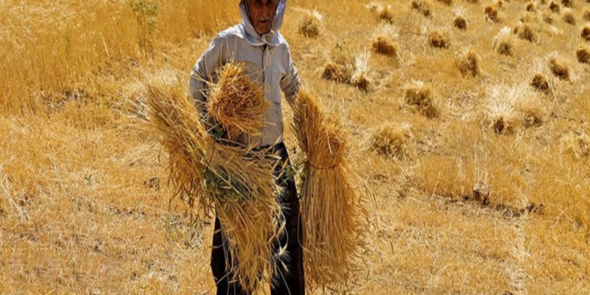 یک قدم تا تسویه مطالبات گندمکاران