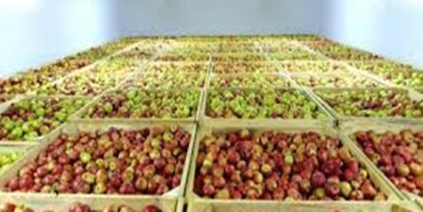 سالانه ۴ میلیون تن سیب تولید می شود/ توسعه صادرات به عراق