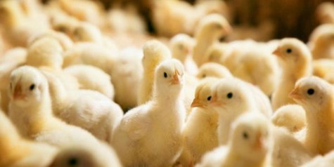رکورد زنی تولیدکنندگان مرغ در سال جهش تولید با مشارکت مردم