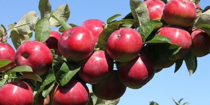 ۲۵۰ هزار هکتار از باغات کشور زیر کشت سیب درختی است
