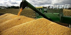 ایران امسال چقدر گندم خرید؟