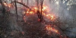 آتشِ سهلانگاری، جانِ ۲۰۰ هکتار از جنگل گلستان را گرفت