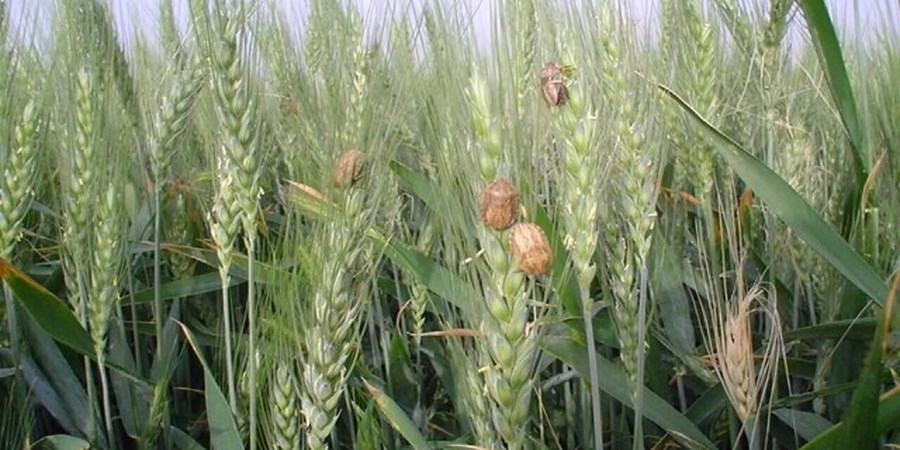 سن زدگی گندم به ۷۰ هزارتن رسید