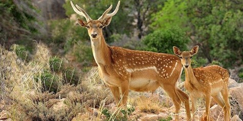 حیات وحش ایران در سالی که گذشت