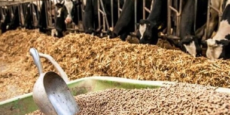 نهاده‌ دام؛ پاشنه آشیل ارزی ایران در جنگ اقتصادی