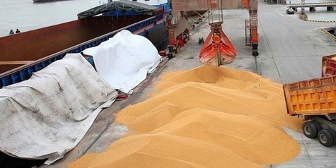 ذخیره 4 میلیون تن گندم به عنوان ذخایر استراتژیک