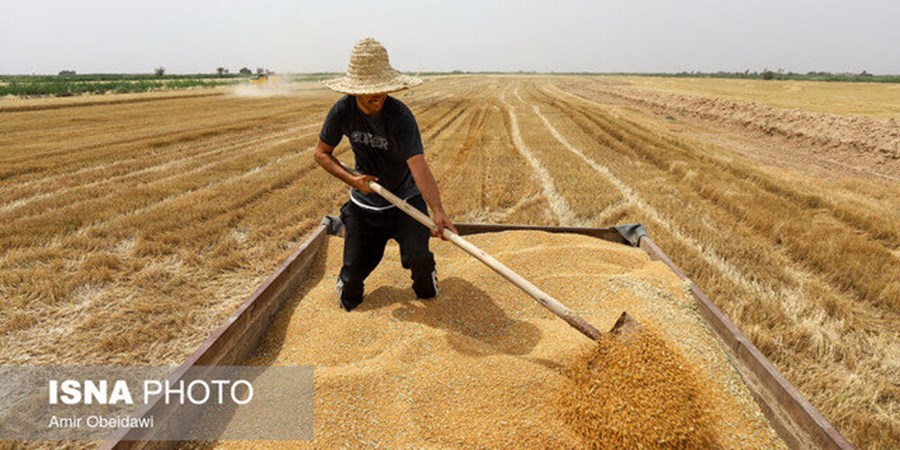 مطالبات گندم‌کاران در مسیر تسویه؛ وعده دولت برای پرداخت کامل تا ۱۰ روز آینده