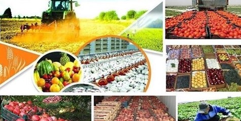 قیمت گذاری ۳۱ قلم محصول کشاورزی به کجا رسید؟