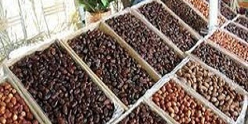 ۸۲ کشور خریدار خرمای ایرانی/ خرمای مضافتی در صدر صادرات خرما از ایران 